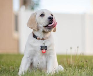 Puppy