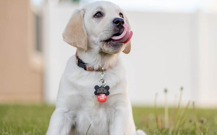 Puppy